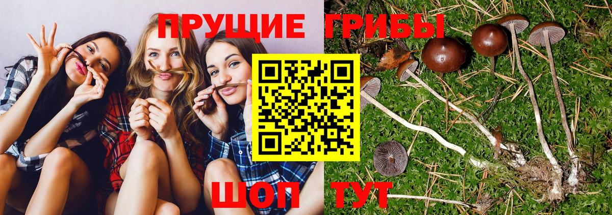 Псилоцибиновые грибы ЛСД  Вход с VPN  хочу наркоту  Мурманск 